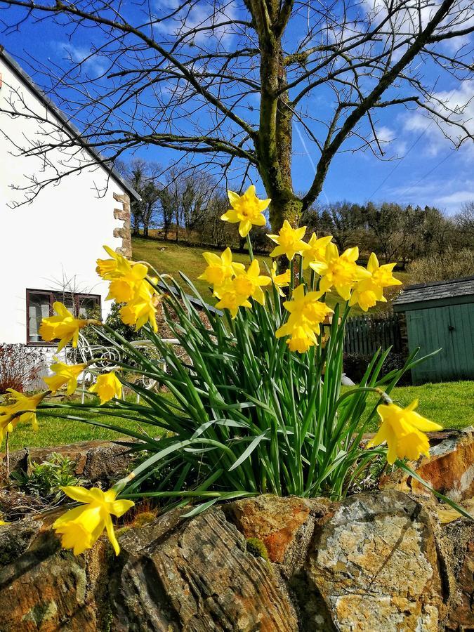 Neuadd Wen Guest House Carmarthen Bagian luar foto